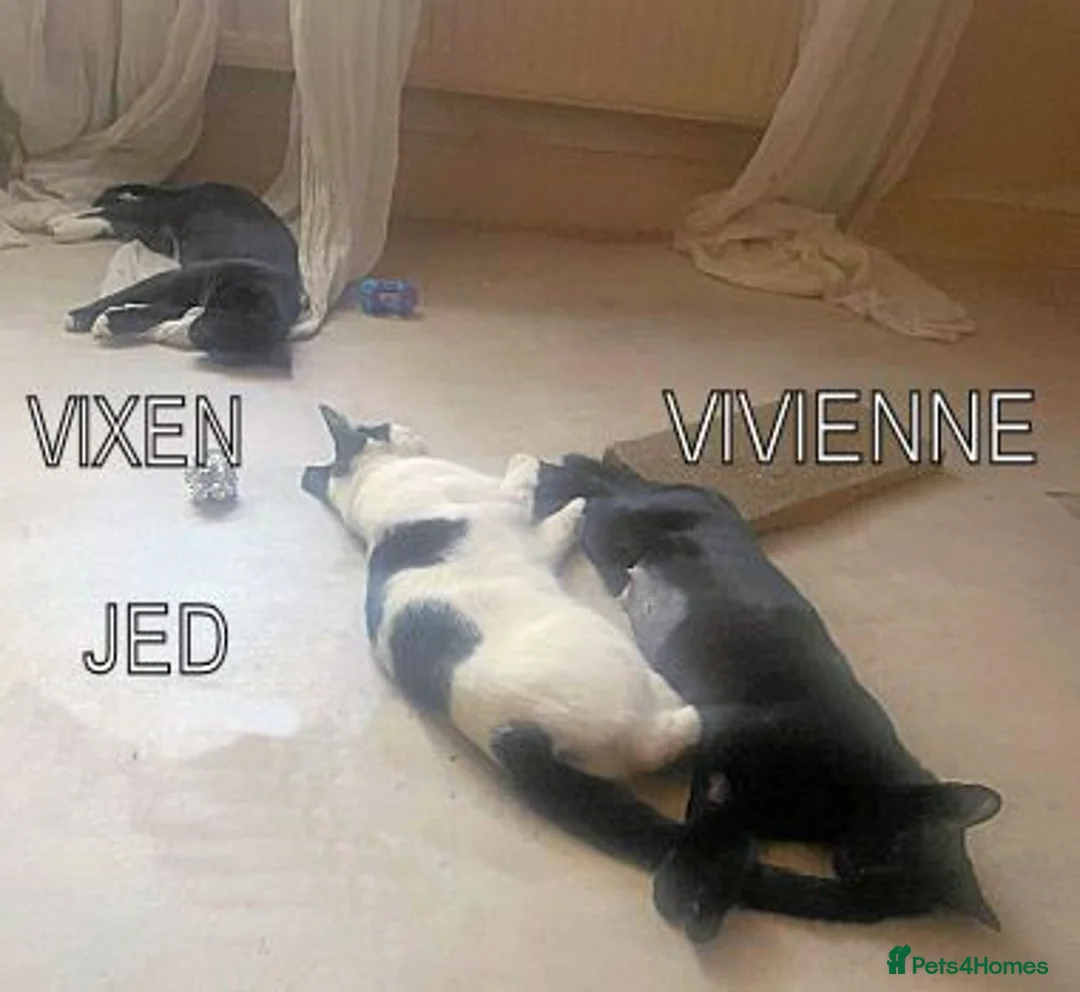 Mixed Breed cats for adoption: VIVIEN - Advert 2