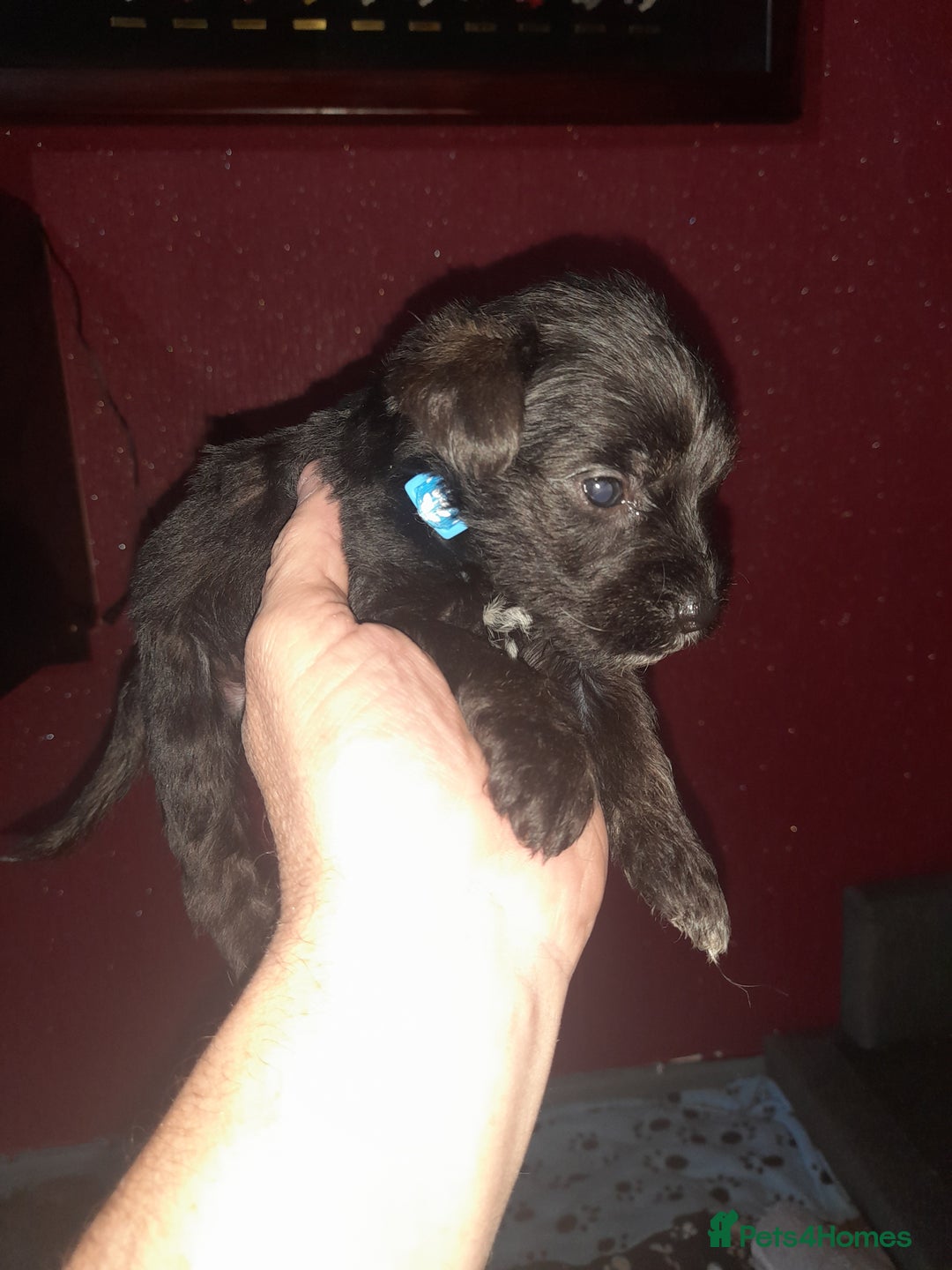Mixed Breed dogs for sale: Snorkie pups - Image 26