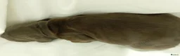 Sprocker dogs for sale: F1 sprocker puppies - Advert 17