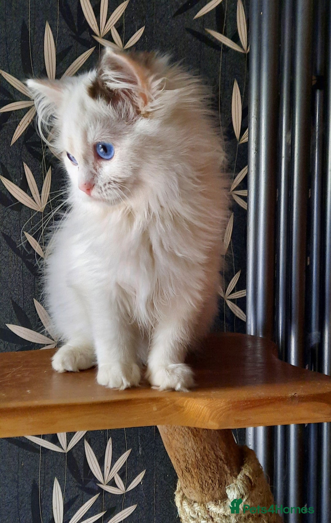 Ragdoll cats for sale: GCCF pedigree ragdoll kittens  - Advert 3