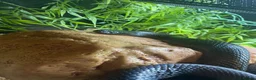 King Snake reptiles for sale: Mexican black king snake CB17 in Swadlincote - Advert 2