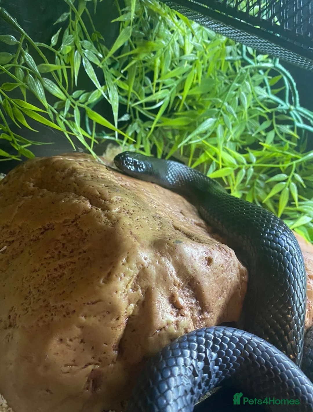 King Snake reptiles for sale: Mexican black king snake CB17 in Swadlincote - Advert 2
