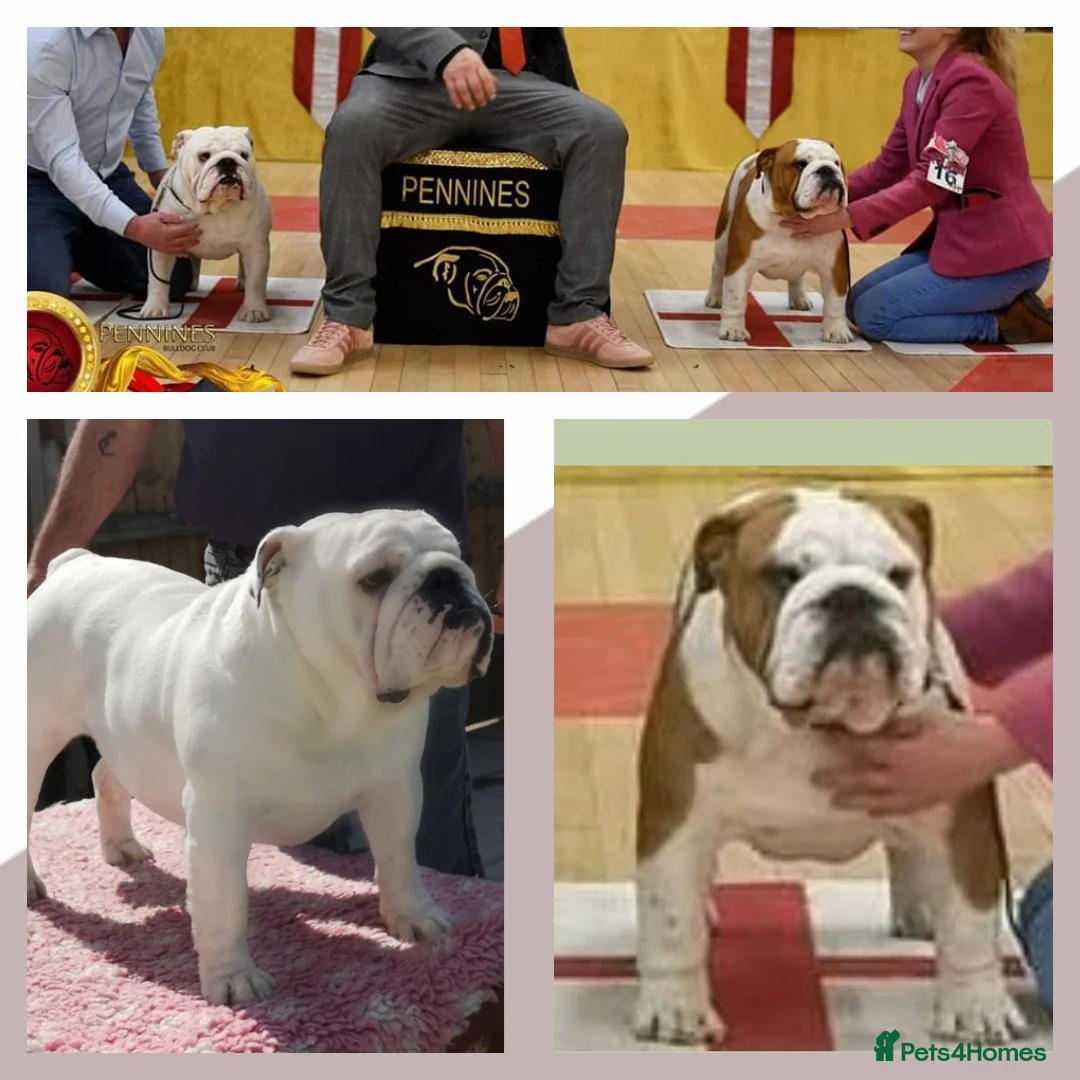English Bulldog dogs for stud: UK CHAMPION health tested  in Bradford - Advert 8