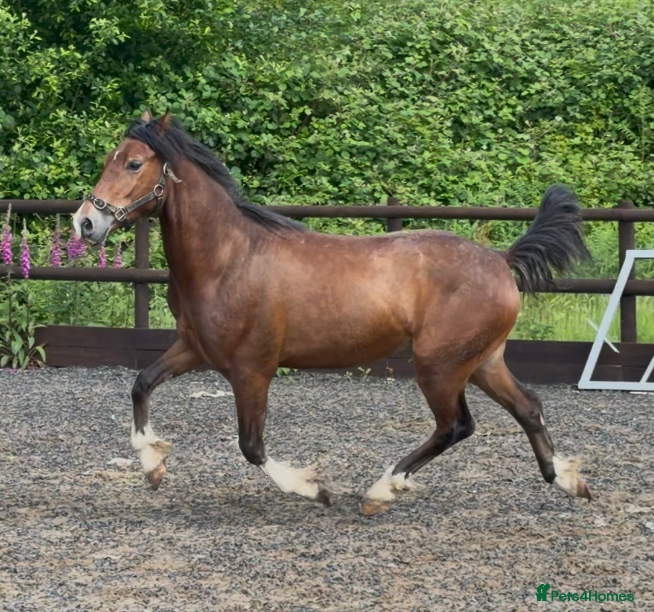 Welsh Section C horses Stunning Youngster - Show / driven potential  - Advert 1