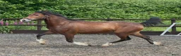 Welsh Section C horses for sale: Stunning Youngster - Show / driven potential  - Advert 1