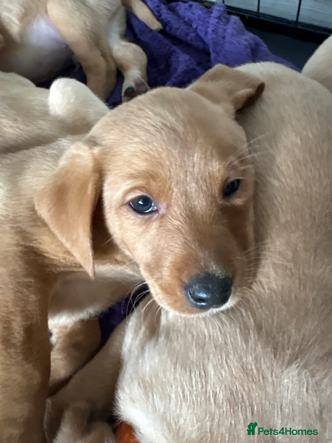 Labrador Retriever dogs for sale: Beautiful Labrador Pup - Advert 34