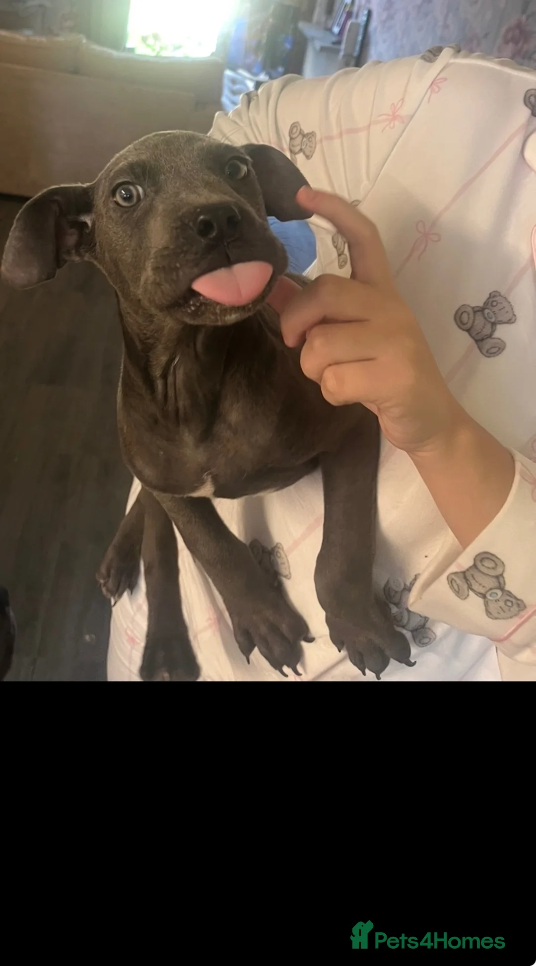Cane Corso dogs for sale: 2 girl cane corso pups looking for new homes🐾🩷 - Advert 2