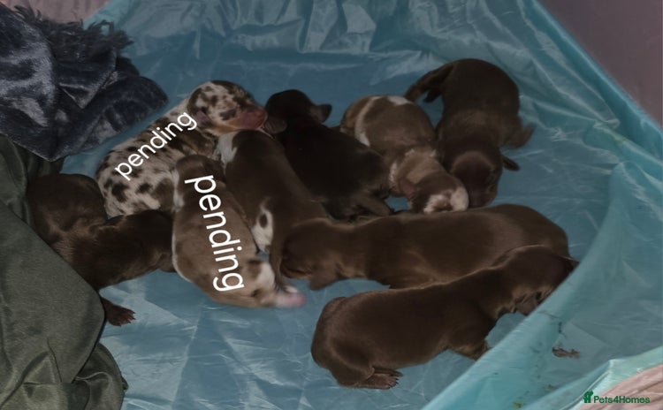 Dachshund dogs - Advert 14