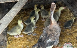 Geese poultry for sale: 6 weeks old mixed geese  - Image 3
