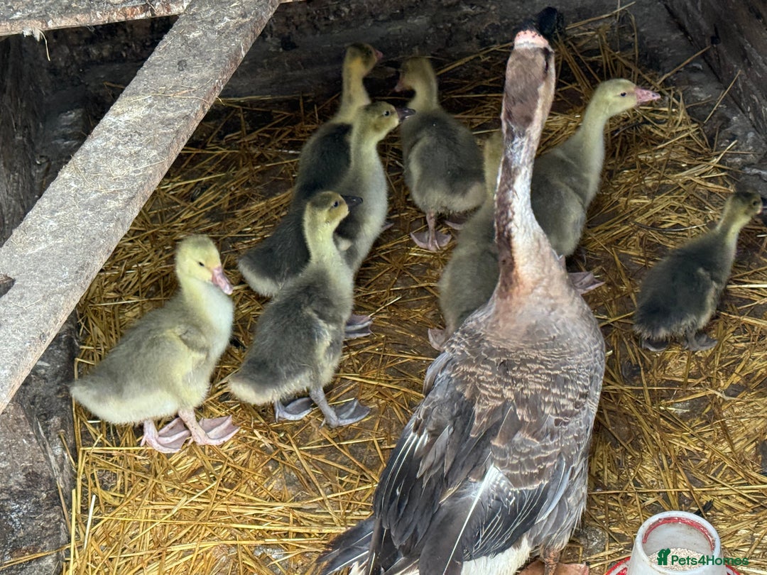 Geese poultry for sale: 6 weeks old mixed geese  - Image 3