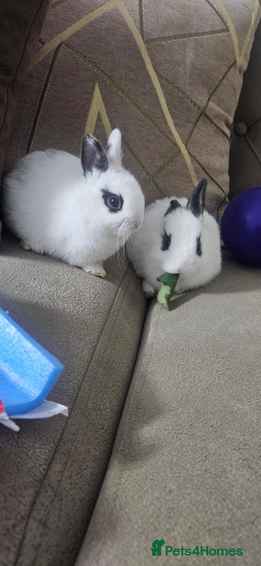 Mixed Breed rabbits for sale: They are friendly rabbits 💕 - Advert 1