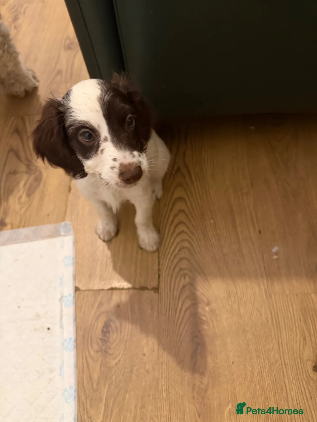 Cockapoo dogs for sale: Litter of lovely Cockapoos - Advert 31