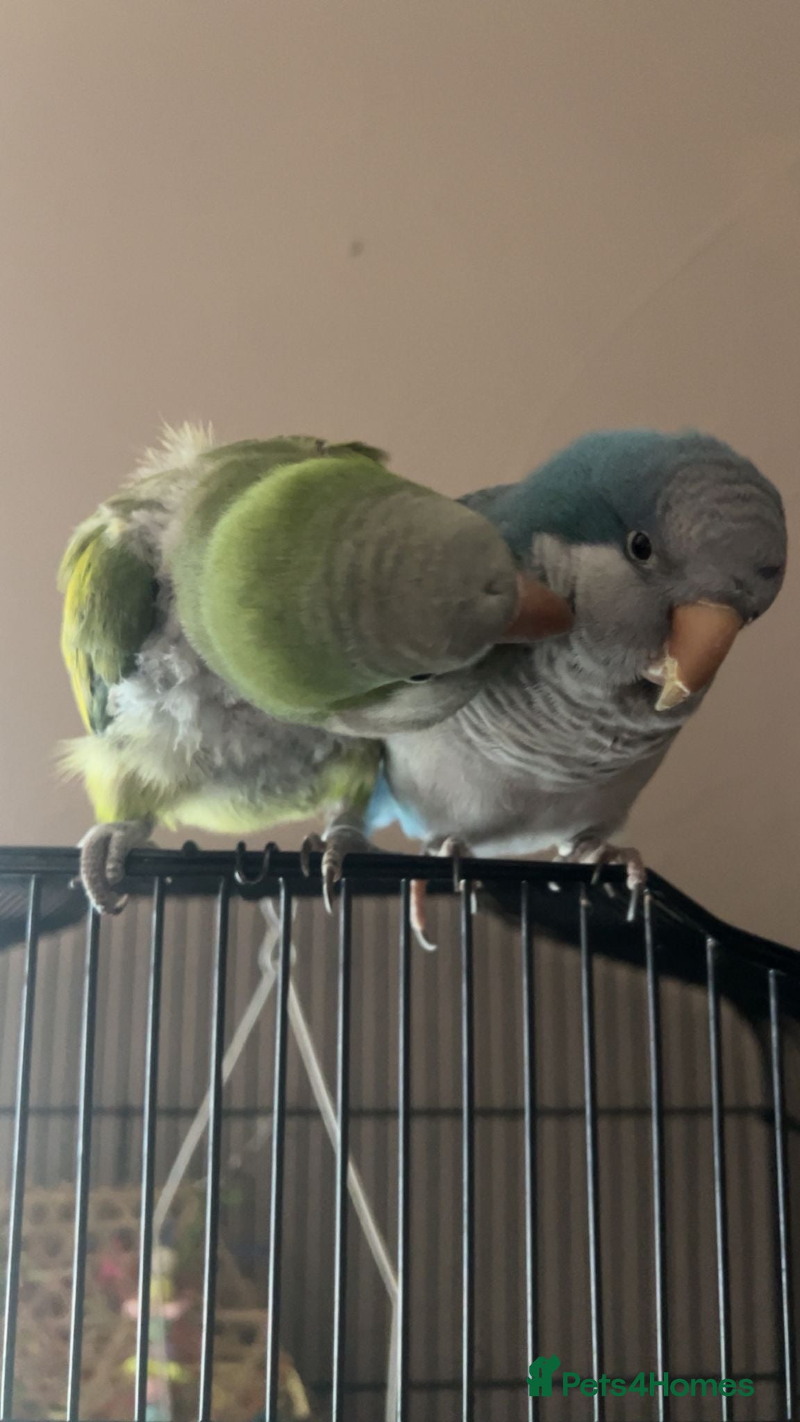 Parrots birds Breeding pair - Advert 1