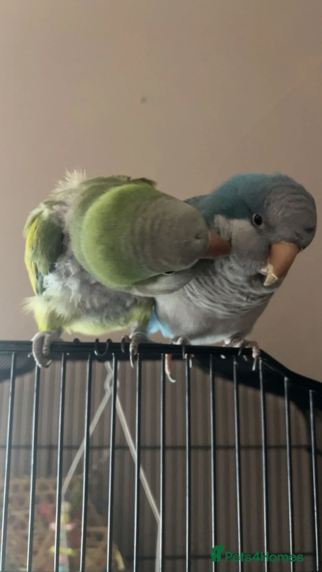 Parrots birds for sale: Breeding pair in Birmingham - Advert 1