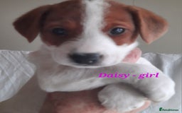 Jack Russell dogs for sale: Beautiful Jack Russel puppies - Image 10