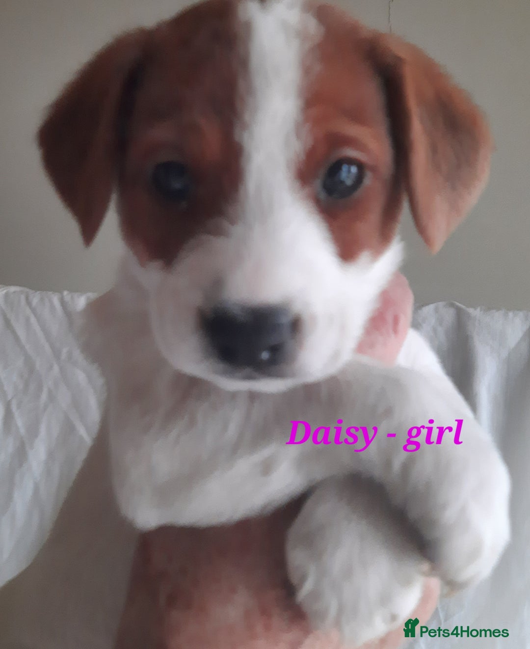 Jack Russell dogs for sale: Beautiful Jack Russel puppies - Image 10