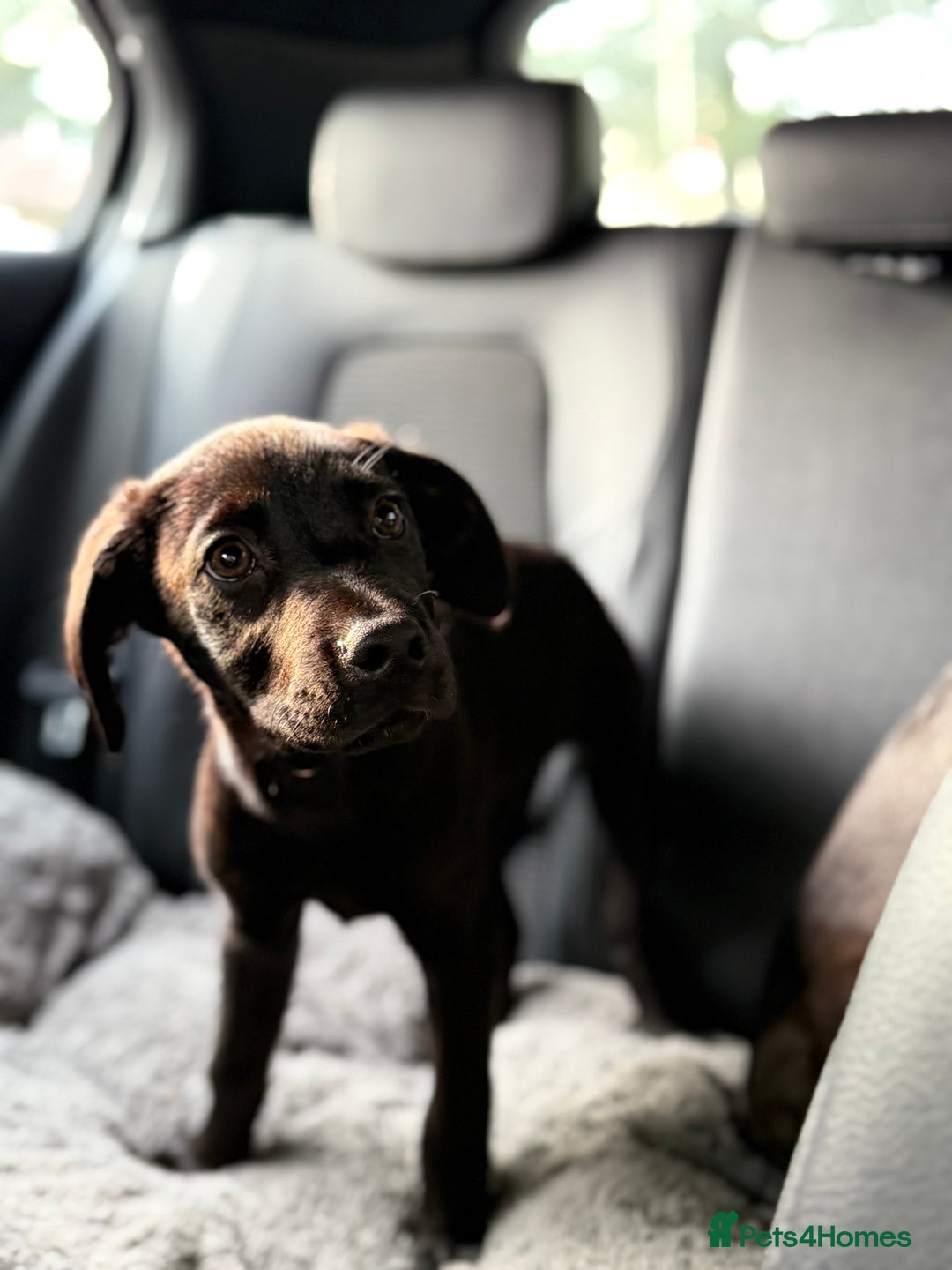Mixed Breed dogs for sale: LAB X CANE CORSO PUP - Image 2