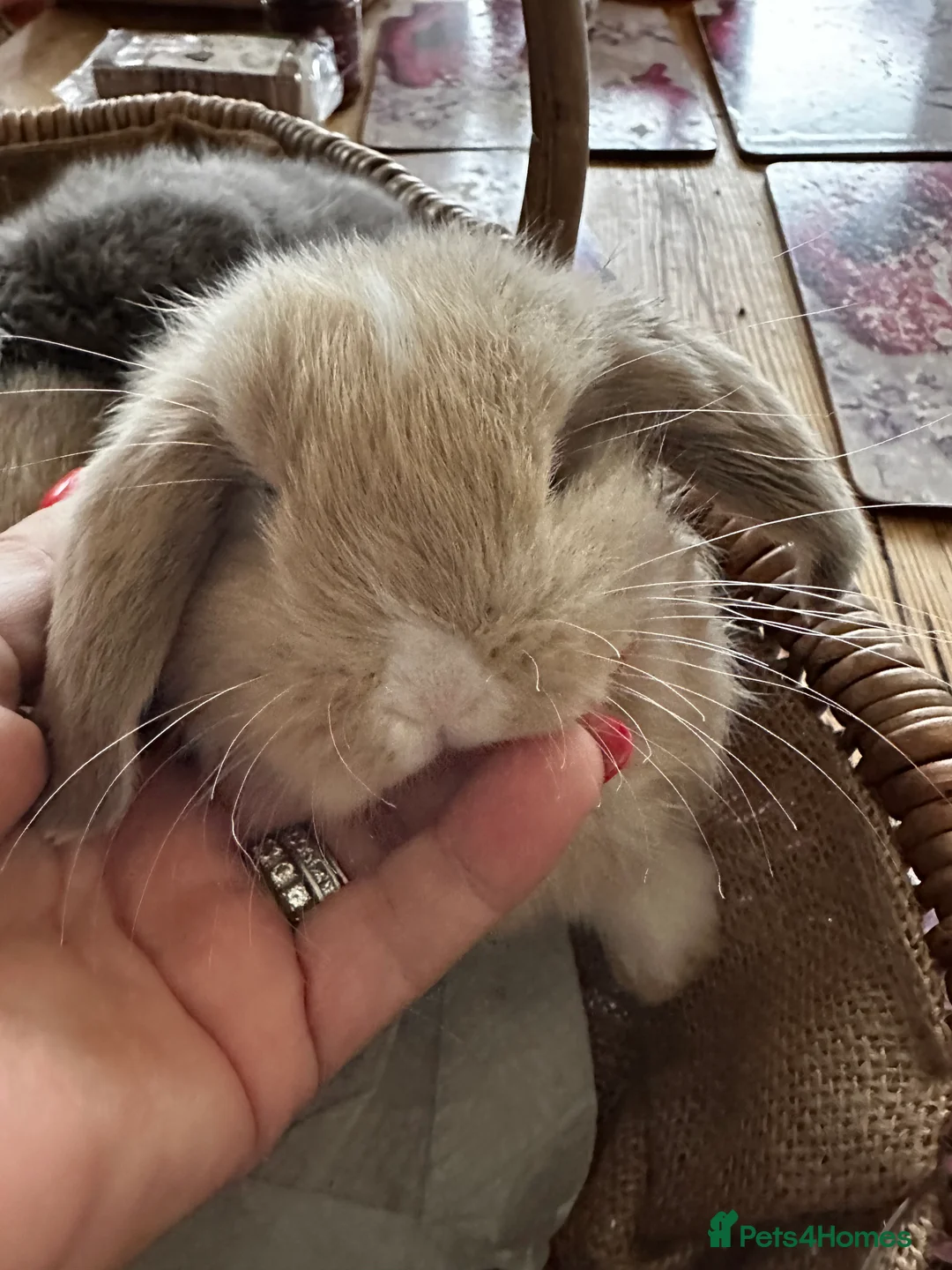 Mini Lop rabbits for sale: Mini lop babies-exceptionally well handled - Advert 1