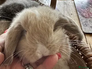 Mini Lop rabbits Mini lop babies-exceptionally well handled - Advert 5