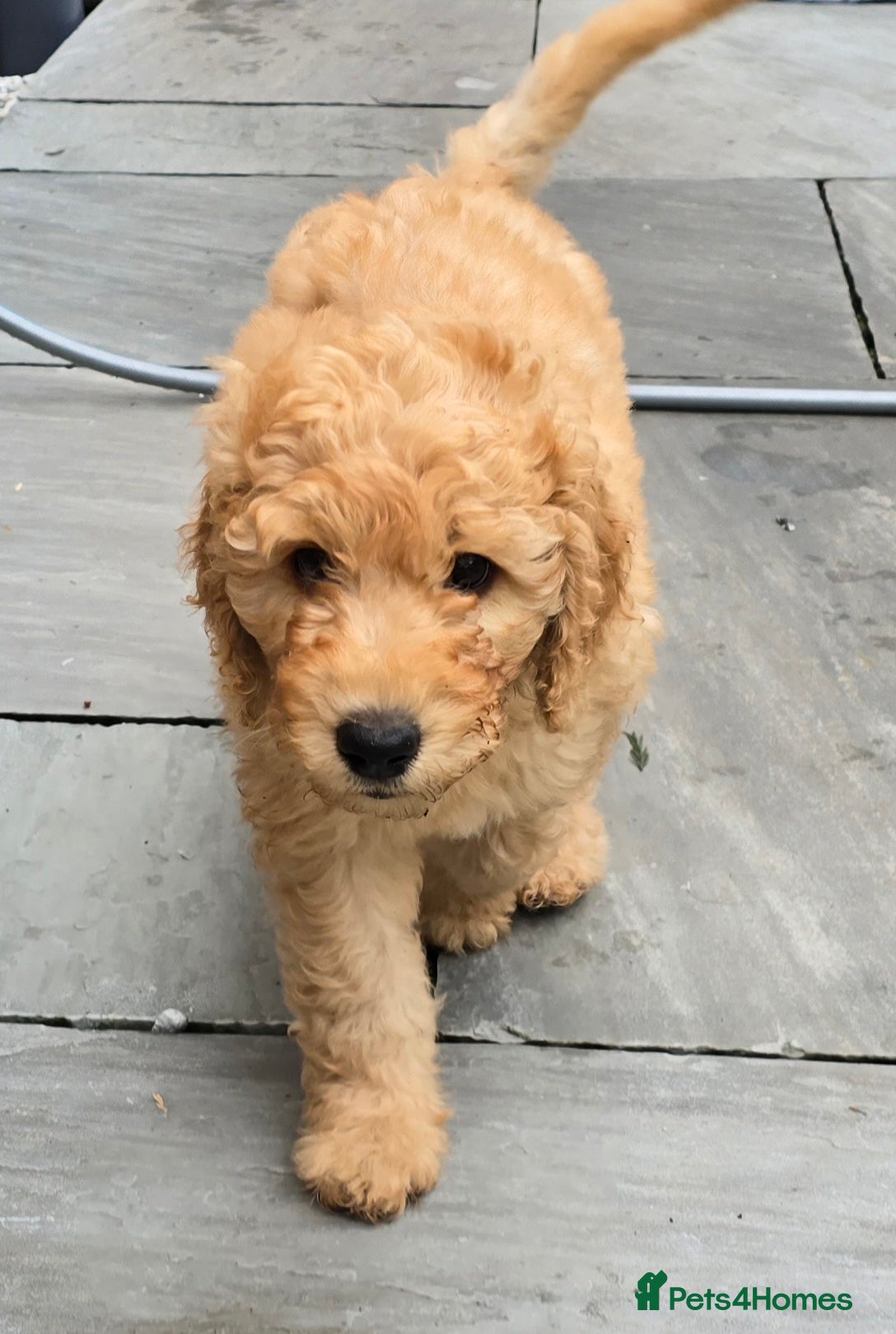 Labradoodle dogs 🐾 Beautiful Curly F4 Cream Labradoodle Boy  🖤 - Advert 1