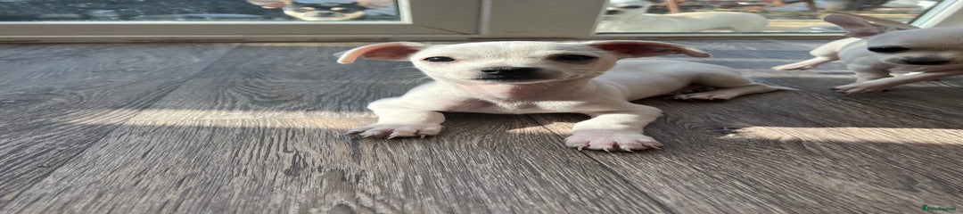 Chihuahua Puppy 2