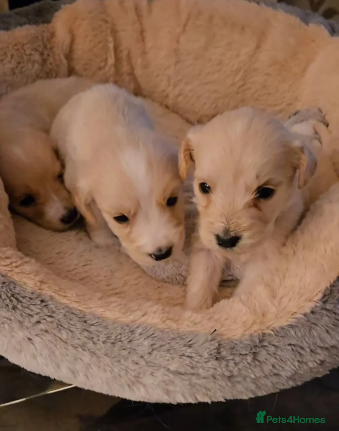 Mixed Breed dogs for sale: Golden Retriever X Cockapoo puppies - Advert 1