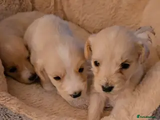 Mixed Breed dogs Golden Retriever X Cockapoo puppies - Advert 1