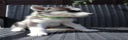 Siberian Husky dogs for sale: Purebred Huskies puppies READY TO GO TO NEW HOME  - Advert 4