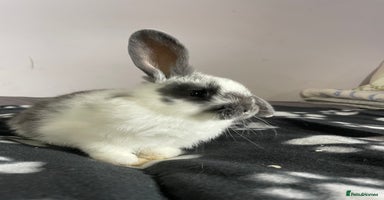 French Lop rabbits - Advert 16