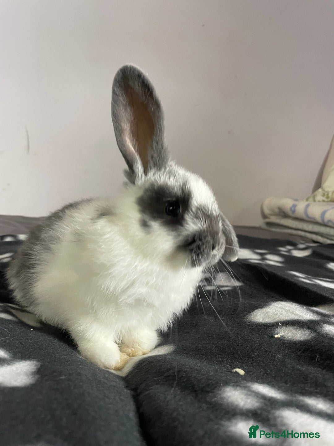 French Lop rabbits for sale: Blue French lopXDutch baby rabbits ready to go now - Image 3