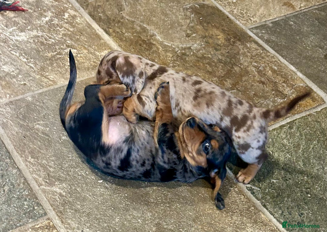 Miniature Dachshund dogs for sale: Stunning Miniature Smooth Dachshunds - Image 31