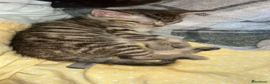 Mixed Breed 2