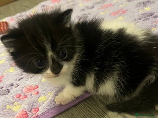 Mixed Breed cats Beautiful kittens for sale 🥰 - Advert 19