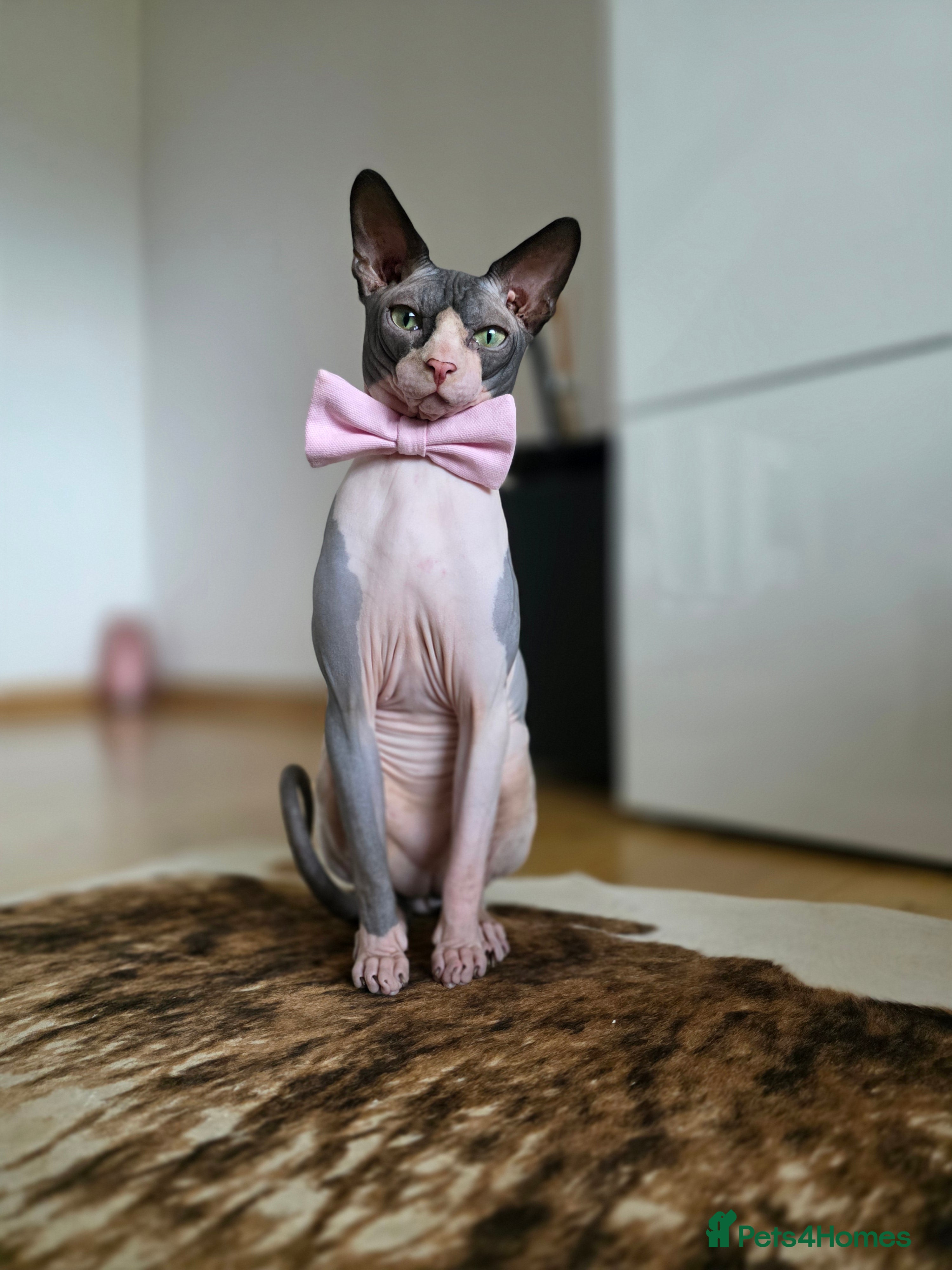 Sphynx cats 1 year Canadian spynx boy looking for nice girl  - Advert 11