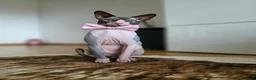 Sphynx cats for stud: 1 year Canadian spynx boy looking for nice girl  - Advert 1