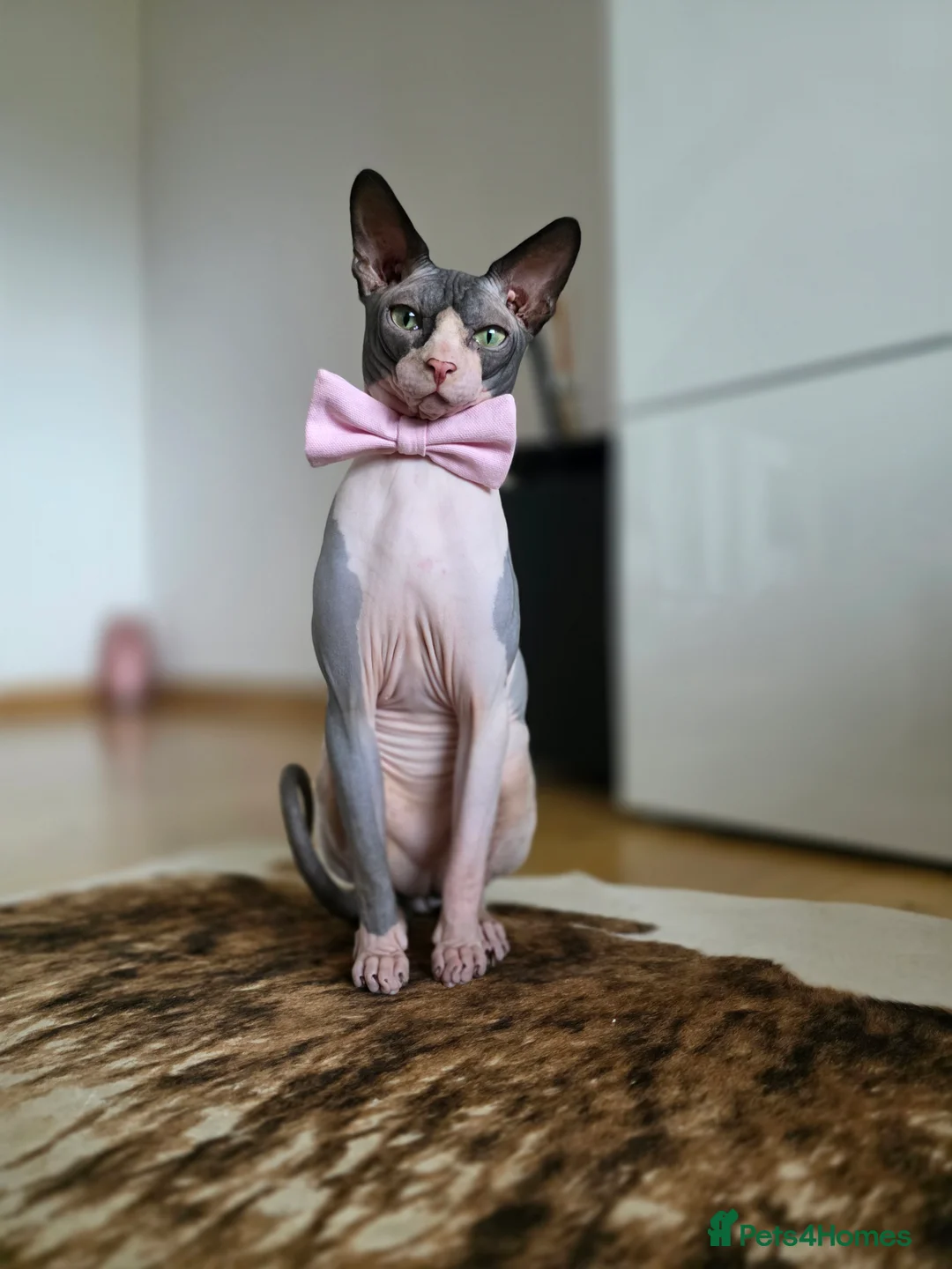 Sphynx cats for stud: 1 year Canadian spynx boy looking for nice girl  - Advert 1