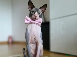 Sphynx cats 1 year Canadian spynx boy looking for nice girl - Advert 11