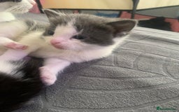 Domestic Shorthair cats for sale: 5 gorgeous kittens 🐈‍⬛  - Advert 13