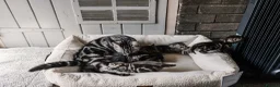 British Shorthair cats for sale: Gorgeous British shorthair tabby litter - Advert 33
