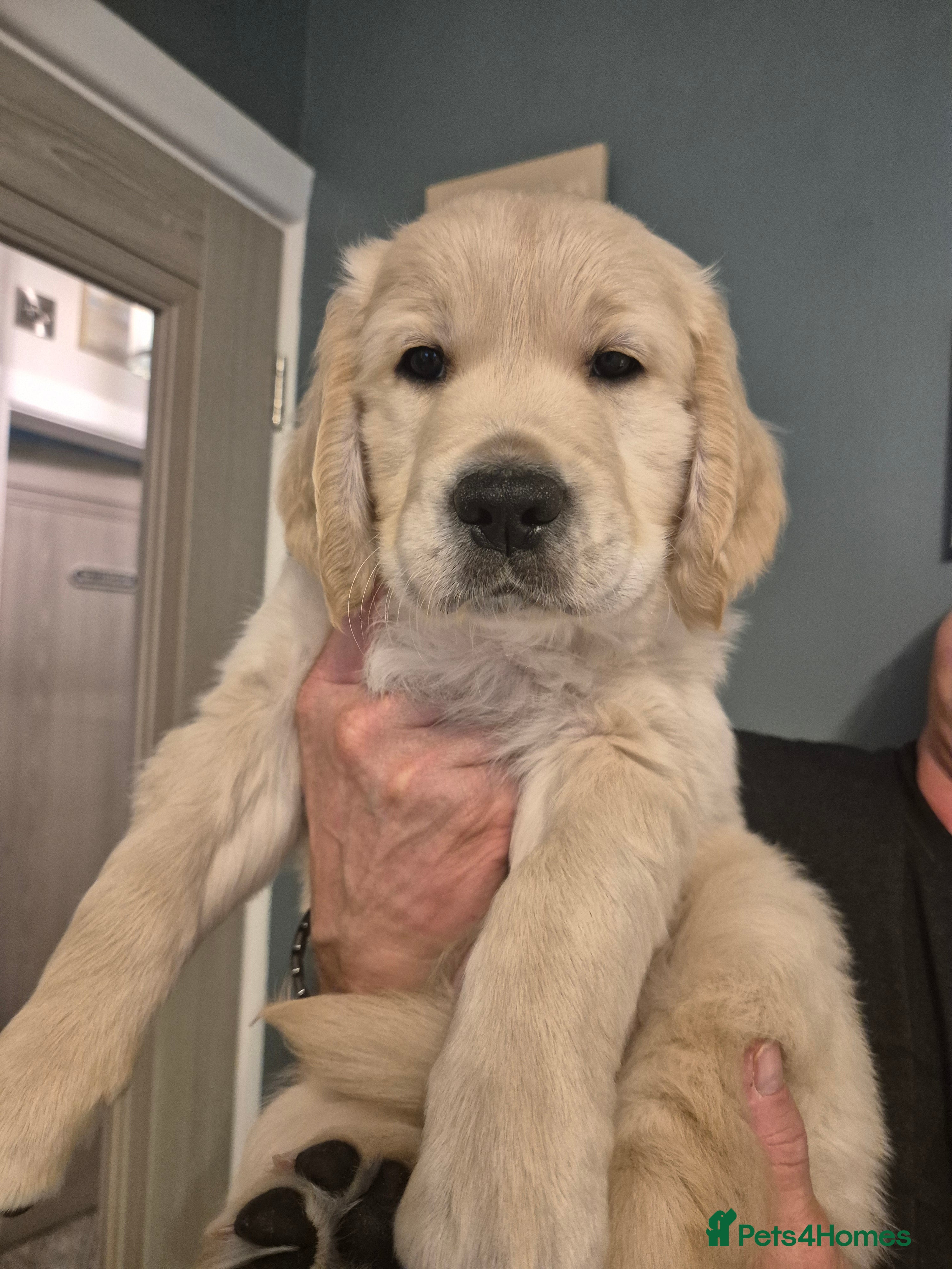 Golden Retriever dogs Stunning Golden Retriever Puppies -£2,200 - Advert 5