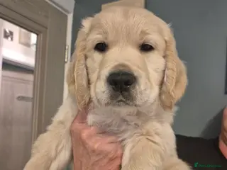Golden Retriever dogs Stunning Golden Retriever Puppies -£2,200 - Advert 5
