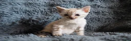 Bengal cats for sale: Silver, Snow Lynx & Brown Rosette Bengals - Advert 35