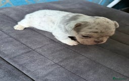 French Bulldog dogs for sale: Beautiful frenchie puppies  - Image 4