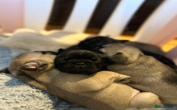 French Bulldog dogs for sale: KC wonderful French Bulldog puppies🐾 - Image 4