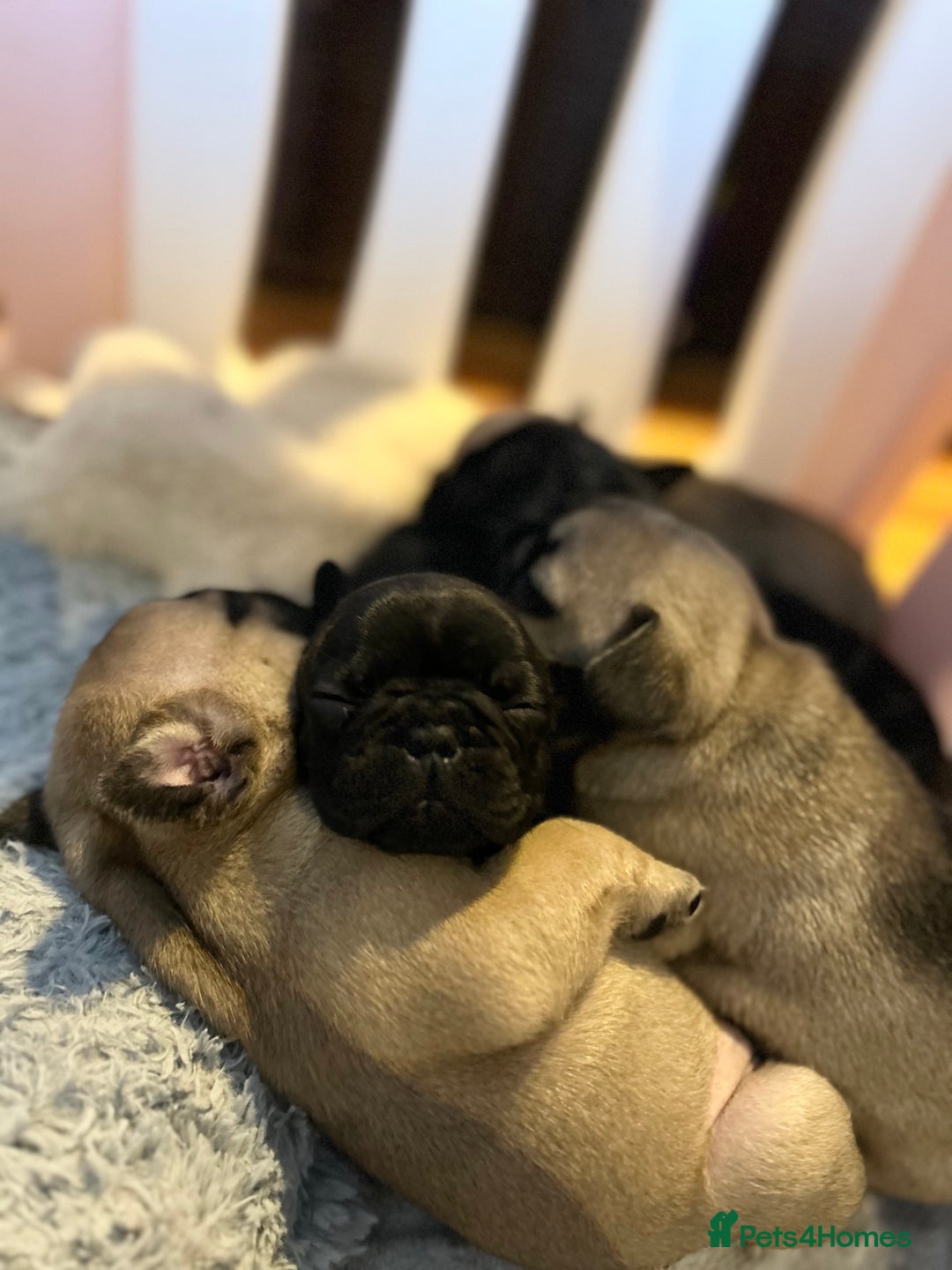 French Bulldog dogs for sale: KC wonderful French Bulldog puppies🐾 - Image 4