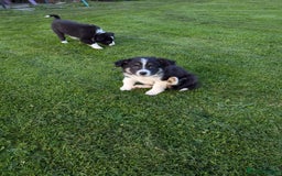 Border Collie dogs for sale: 5 Beautiful Working Border Collie Pups - Image 6