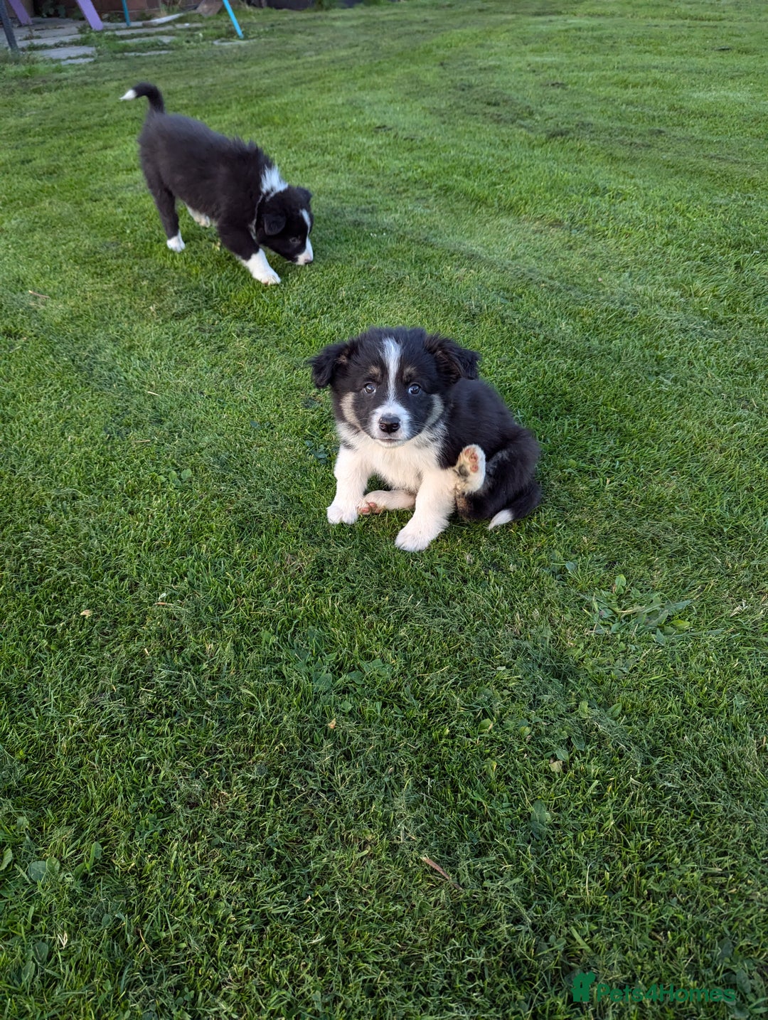Border Collie dogs for sale: 5 Beautiful Working Border Collie Pups - Image 6