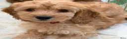 Cockapoo dogs for sale: Adorable Cockapoos *ready 14th Aug* - Advert 3