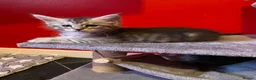 Maine Coon cats for sale: “Stunning” Maine Coon Kittens Ready to Leave Now - Advert 24