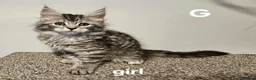 Maine Coon cats for sale: Large Maine Coon kittens regd European bloodline - Advert 16